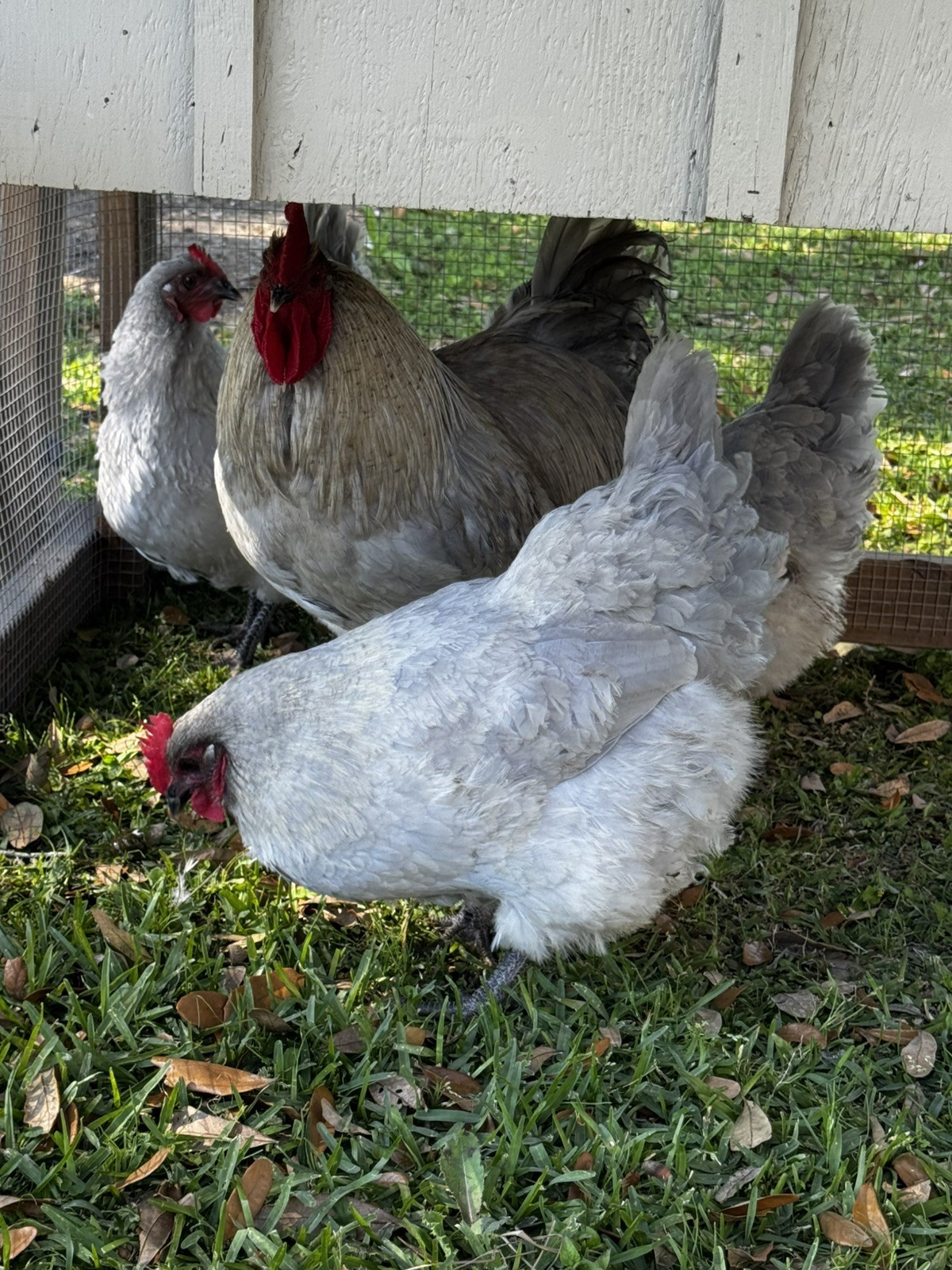 12 +2 Purebred  Lavender Orpington Hatching Eggs