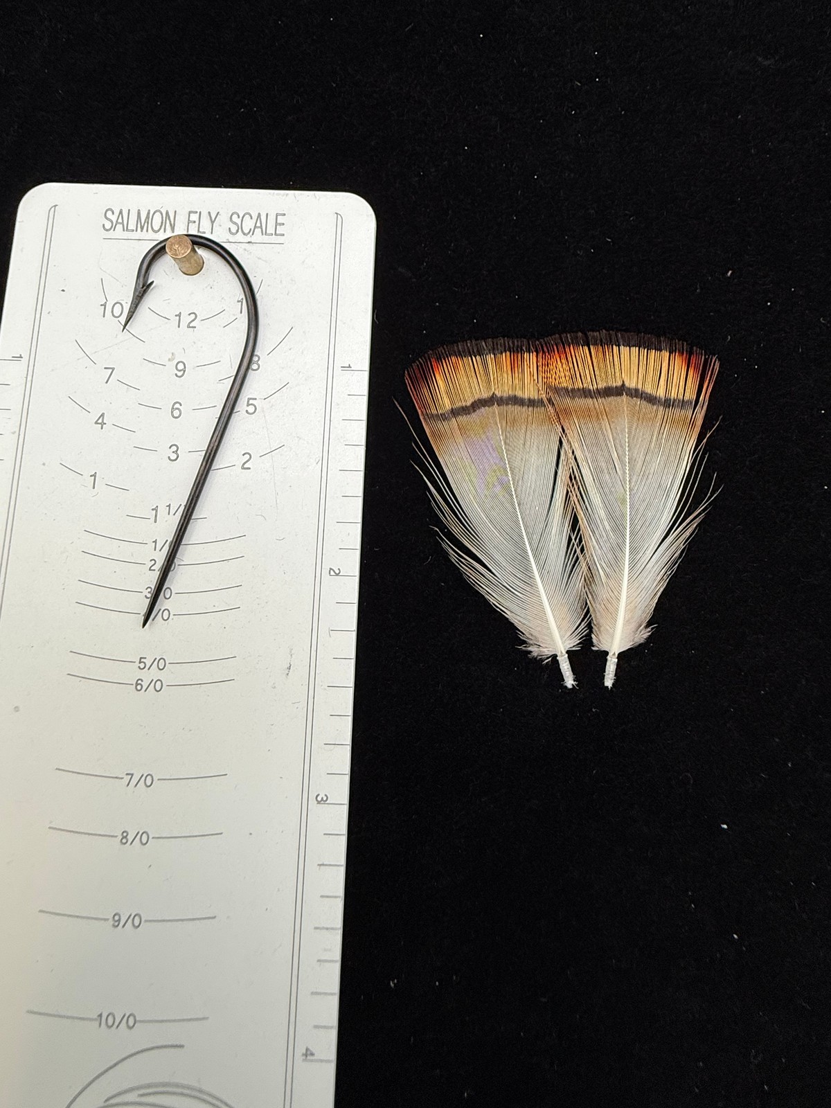 Splash Golden Pheasant Tippets RARE RARE