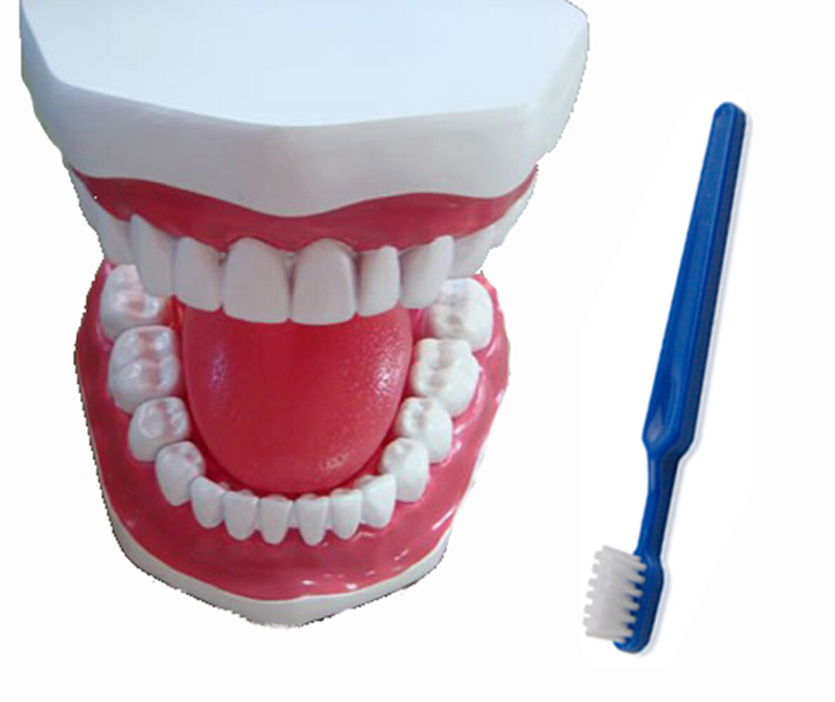 JSP ® TOOTH BRUSH  DEMO MODEL