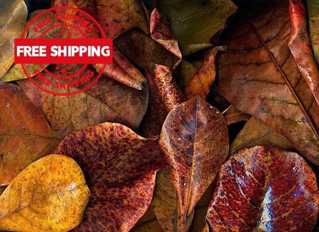 5Pcs DRIED INDIAN AlMOND LEAVE  Catappa Ketapang Leaf Shrimp Betta Fish Aquarium