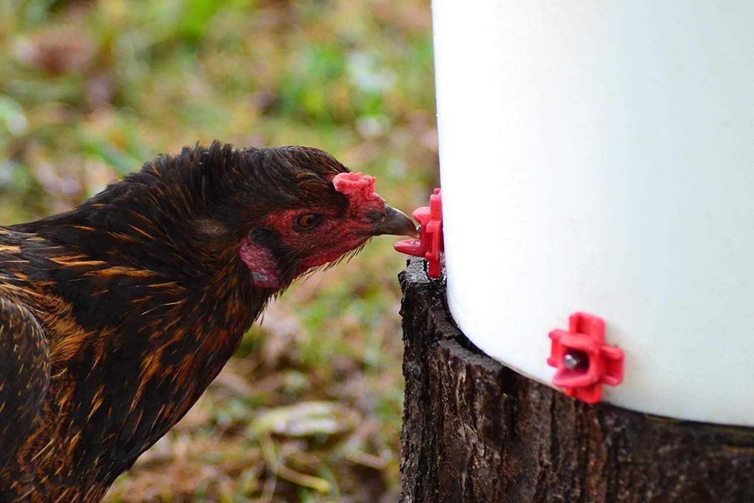 Customizable Poultry Watering System - 6 Horizontal Nipples & Installation Tool
