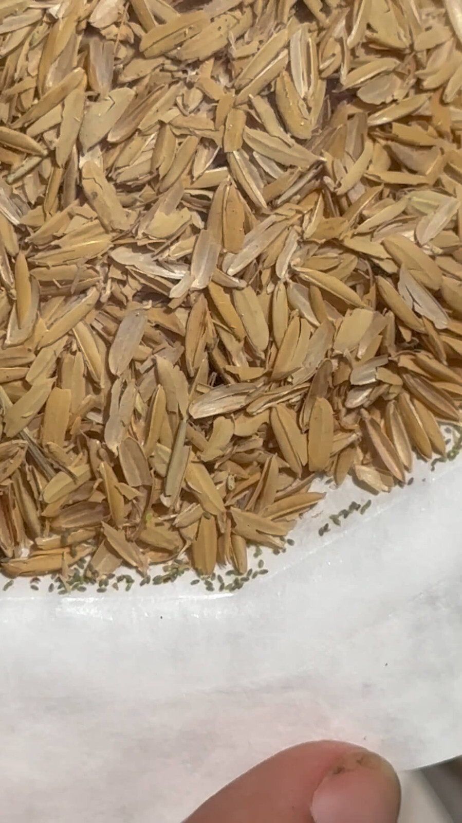 Green Lacewing Eggs in Rice Hulls - 1000 Count - Aphid Exterminator