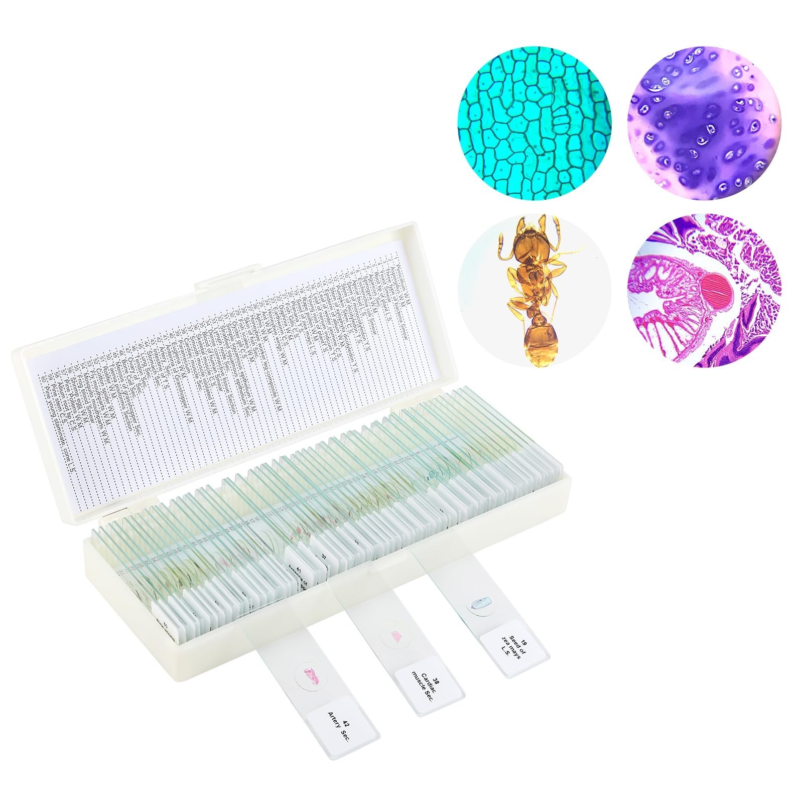 60 Microscope Slides with Specimens,Prepared Microscope Slides for Kids,Glass...
