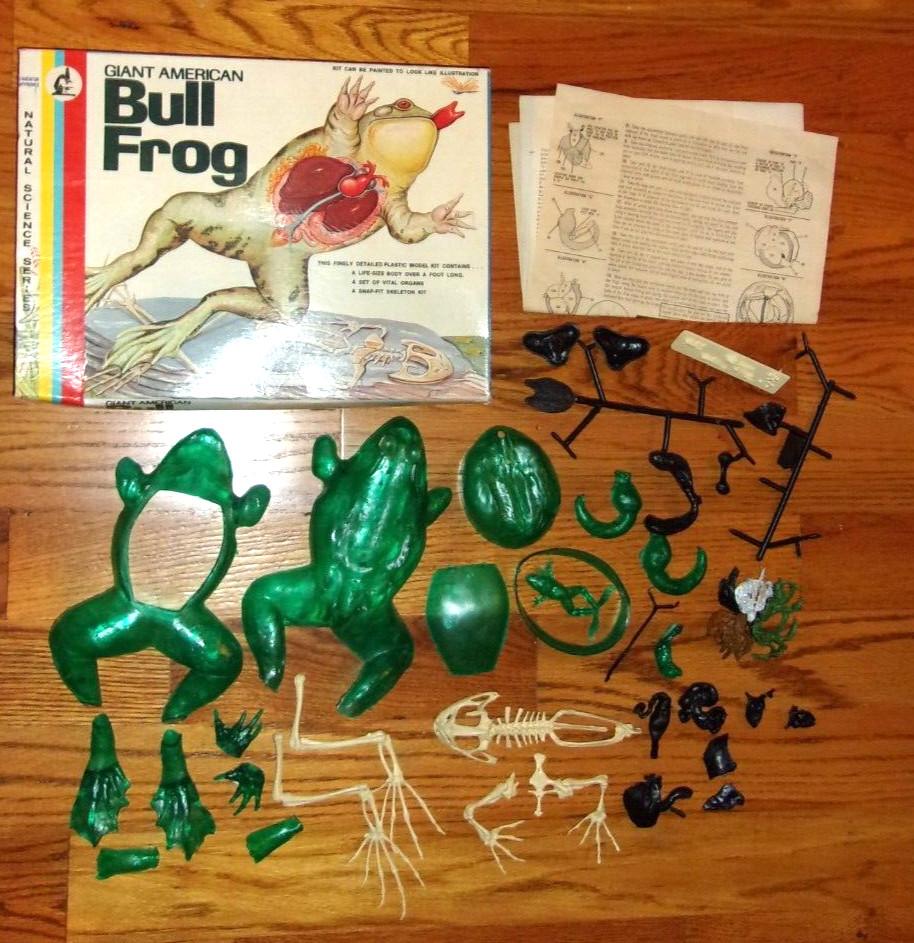 Vtg 1:1 Lindberg 1310 Giant American Bull Frog with Internal Organs and Skeleton