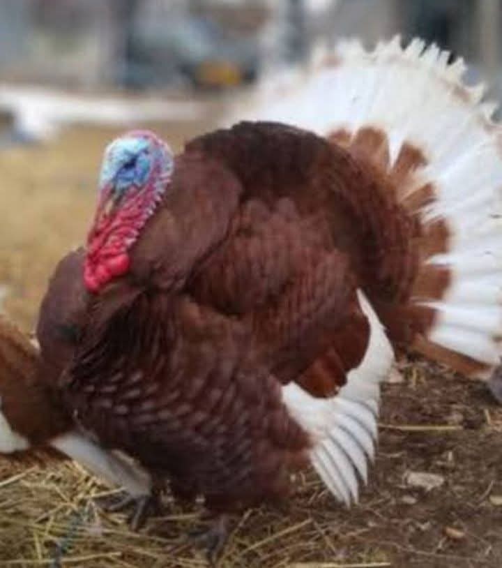 6+1 Fresh Fertile Bourbon Red Turkey Hatching Eggs