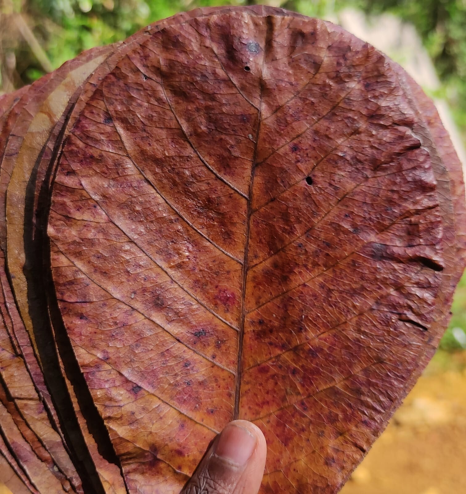 500g LARGE Indian Almond Catappa Ketapang Leaf Leaves Aquarium Betta Shrimp Fish