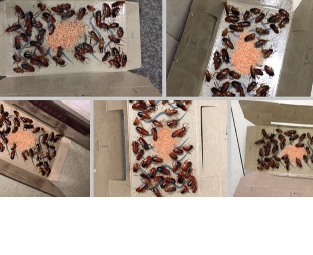 Roach hotels