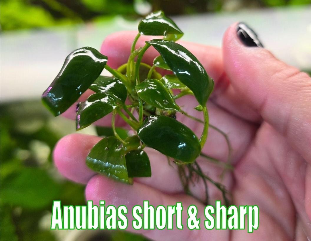 Anubias Short and Sharp Live Aquatic Freshwater Plants Epiphyte Healthy Aquarium