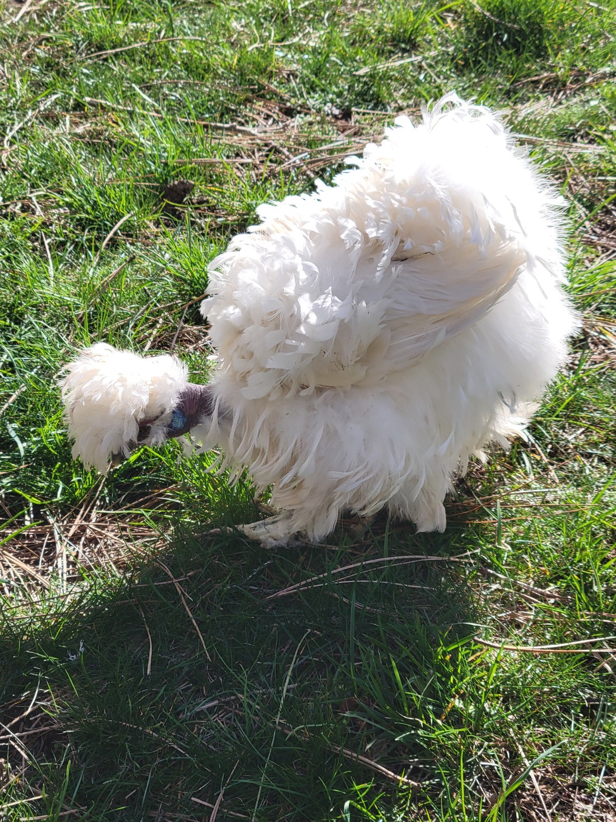 10+ BEAUTIFUL Silkie Hatching Eggs . Show Quality!