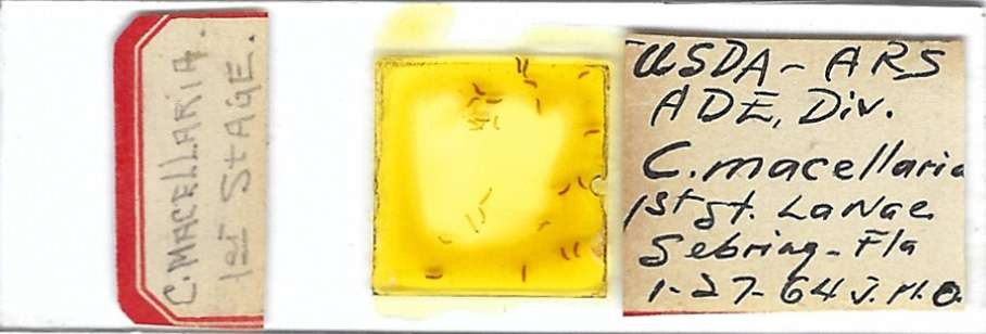 Secondary Screwworm Cochliomyia macellaria 1st Stage Larvae Microscope Slide