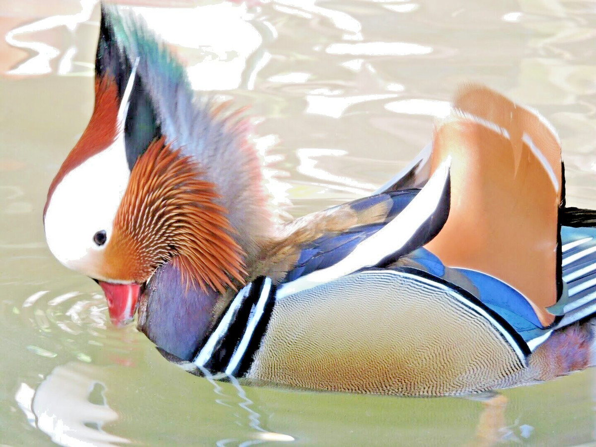 1 Regular SPLIT TO WHITE SINGLES Exotic Mandarin Duck Hatching Eggs PRESALE