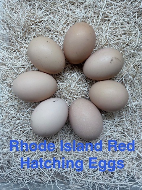 6- Rhode Island Red hatching eggs NPIP certified nationwide