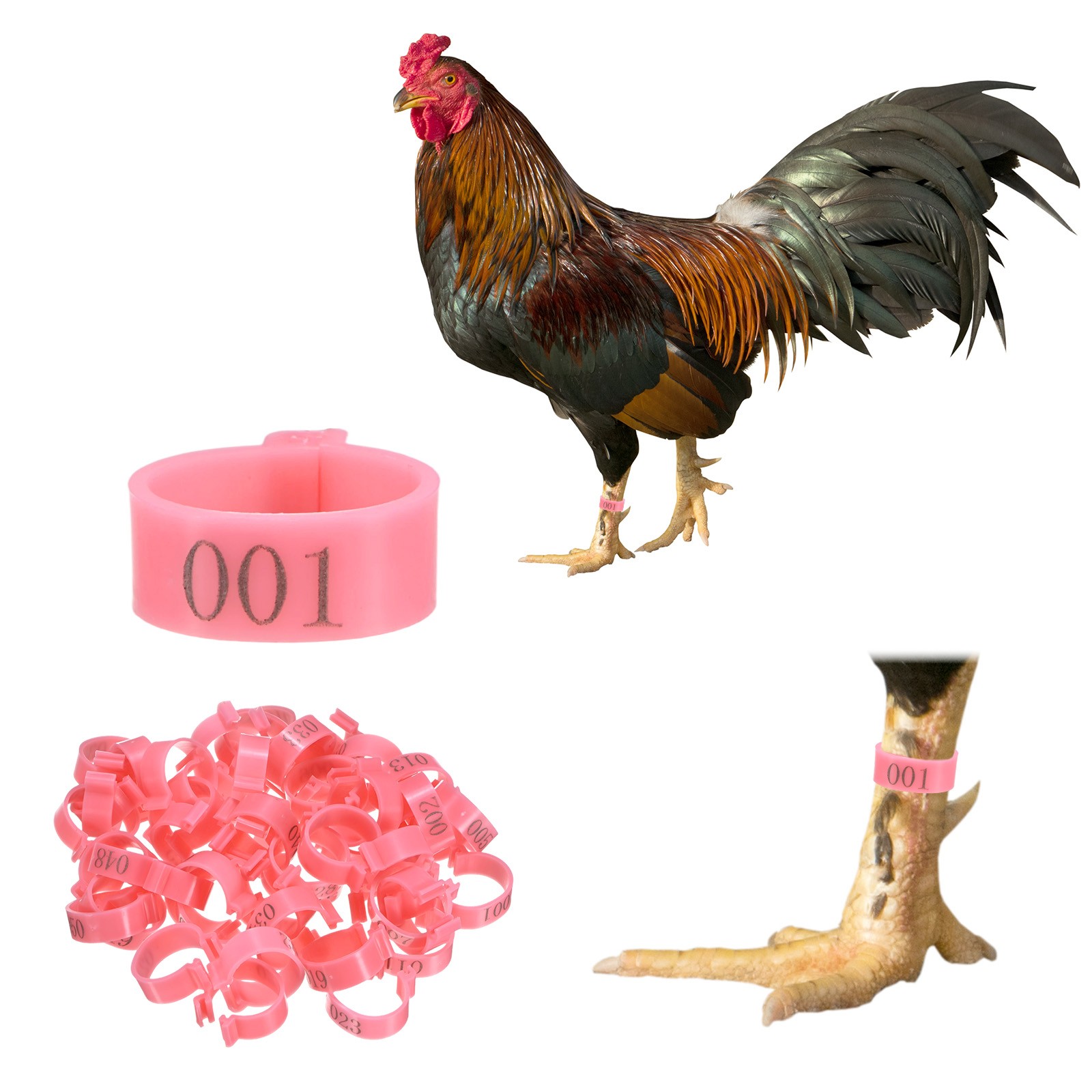 50-Pack Chickens Leg Bands, 20 mm Plastic Chicken Leg Rings [Pink]