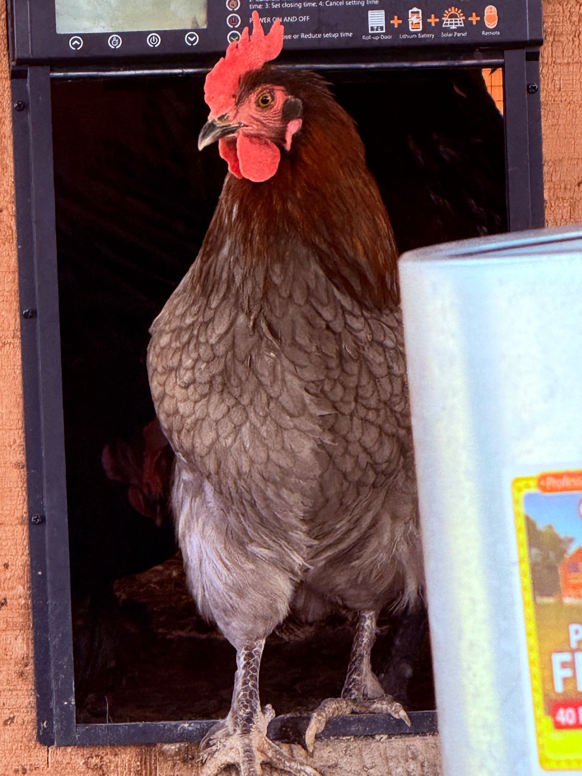NPIP 12+ black copper maran eggs (6-8 range)