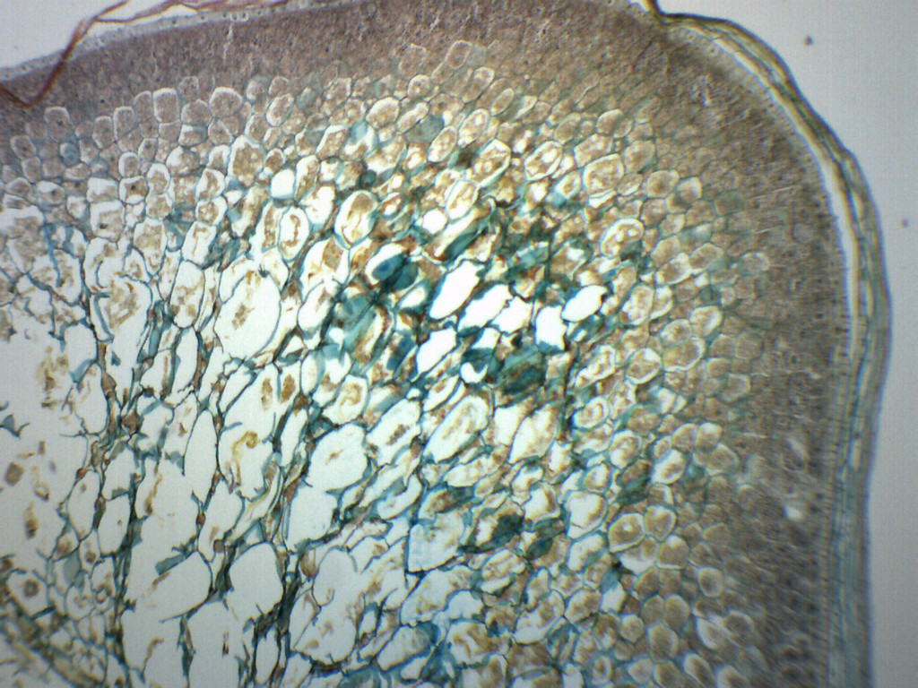 Zea Mays, Corn Grain - LS - Prepared Slide - 75x25mm - Eisco Labs