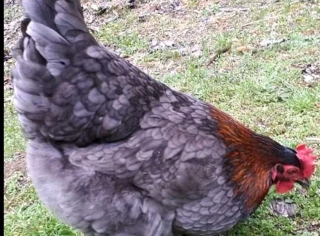 Surprise Hatching Eggs. Rare Breeds Full Blooded 12 Eggs.