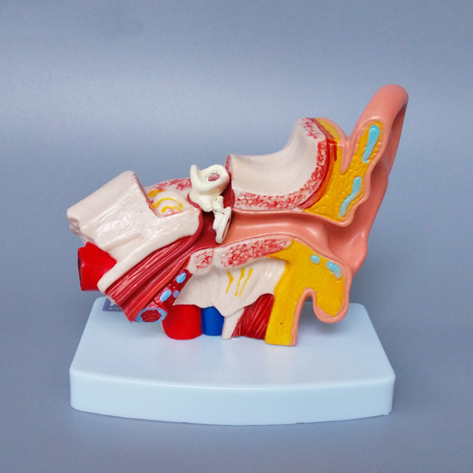 1:1.5 Human Ear Model Anatomy Medical Model on Base Teaching Supplies US STOCK