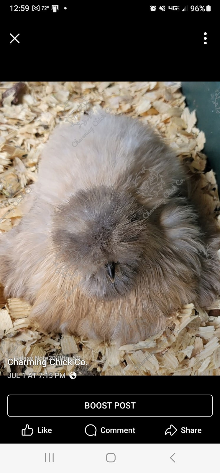 6+ Bearded Silkie Hatching Eggs
