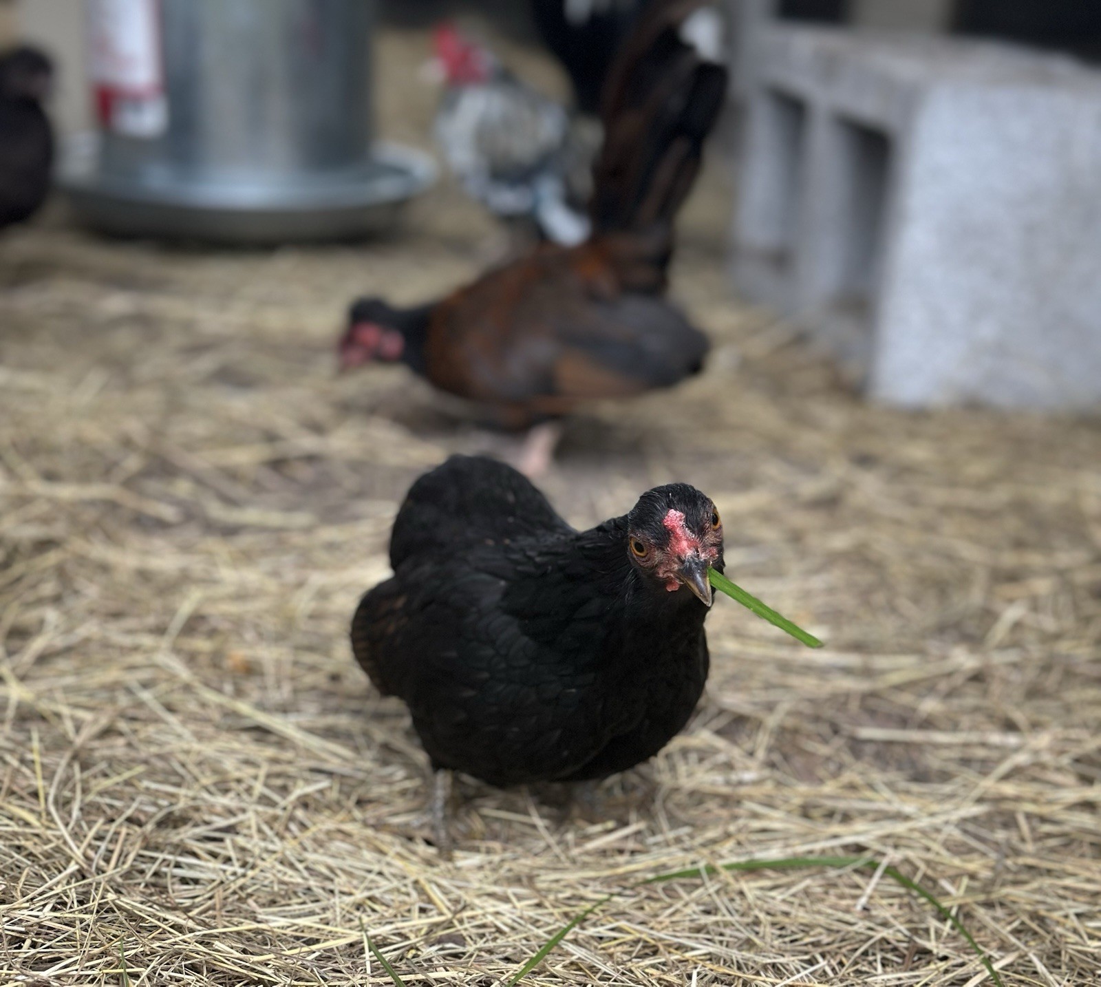 8 Kikiriki Hatching eggs NPIP/AI and PT Clean