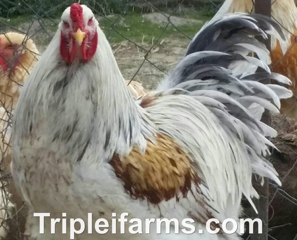 12+ GIANT ~~RARE~~ SSO BRAHMA~ fertile chicken hatching eggs ~QUALITY A+~