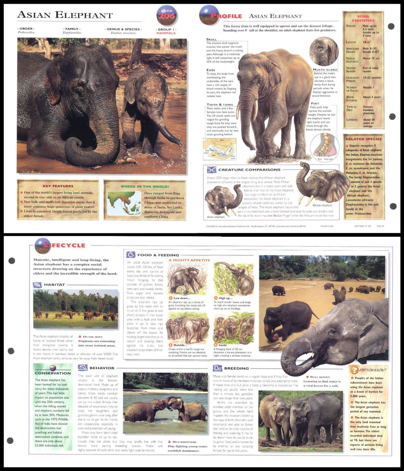 Fold-Out Sheet - Asian Elephant - 206