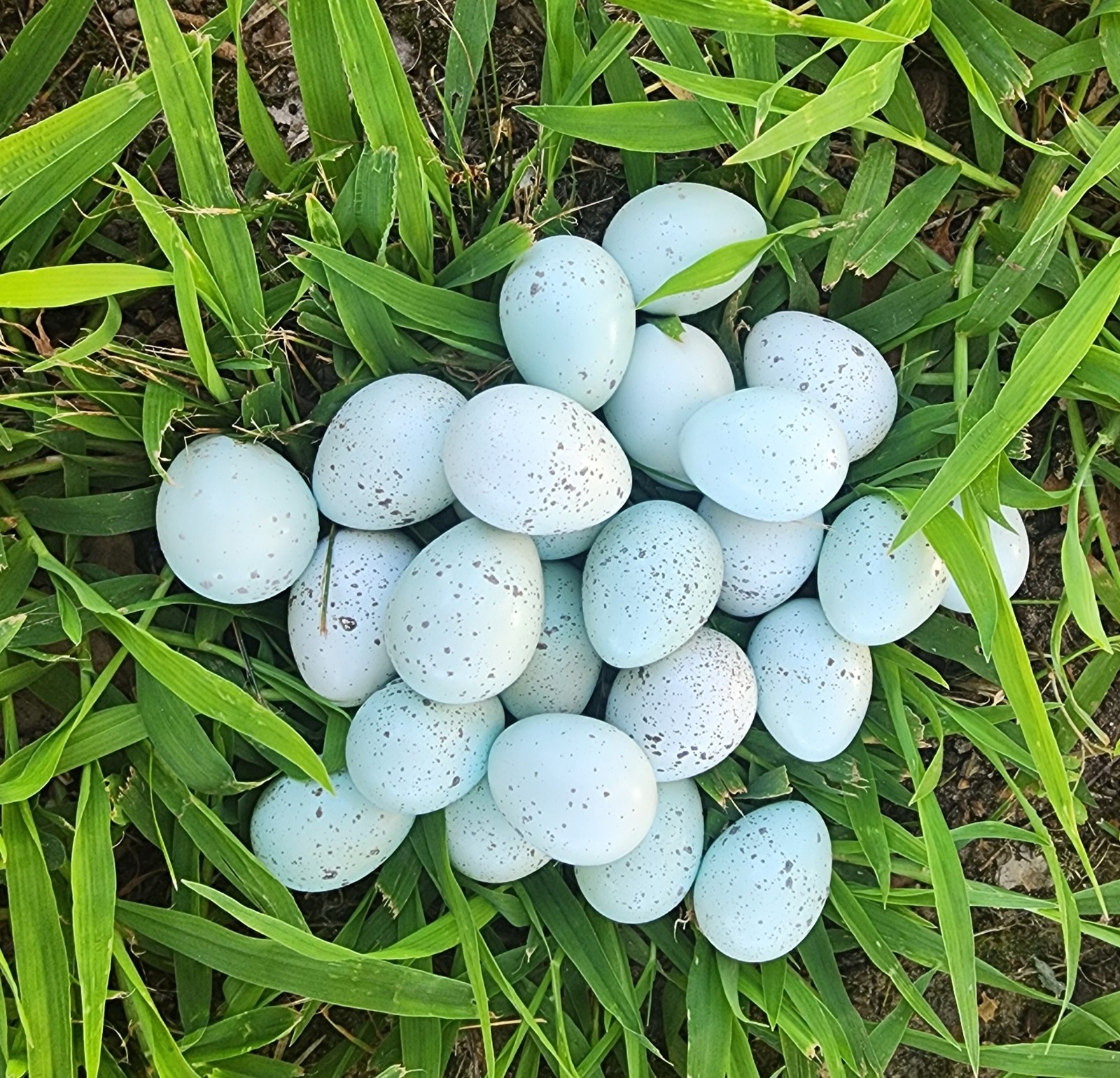 200+10 Celadon Coturnix Quail Hatching Eggs