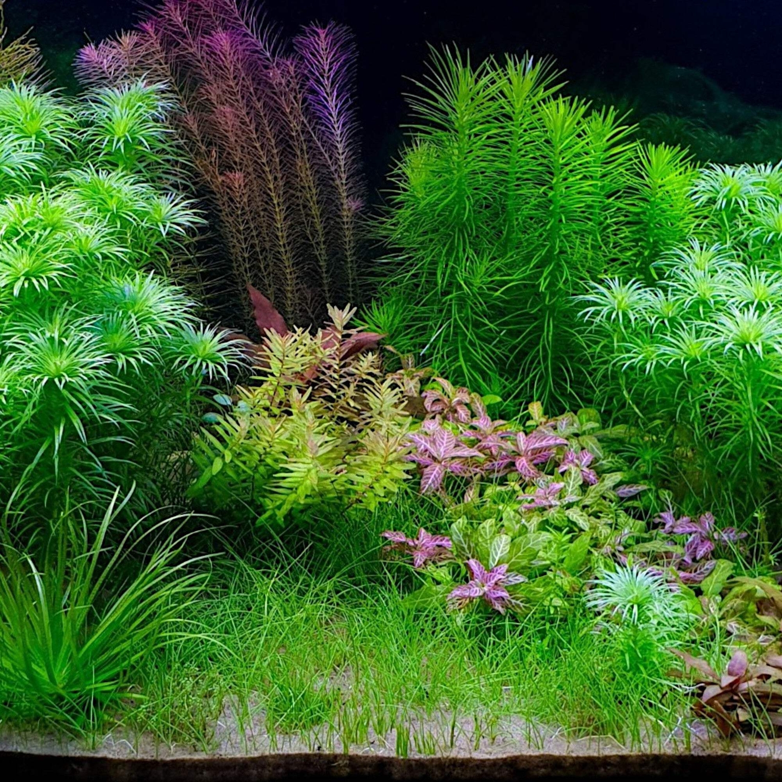 Dwarf Hairgrass | Aquarium Plants Factory®
