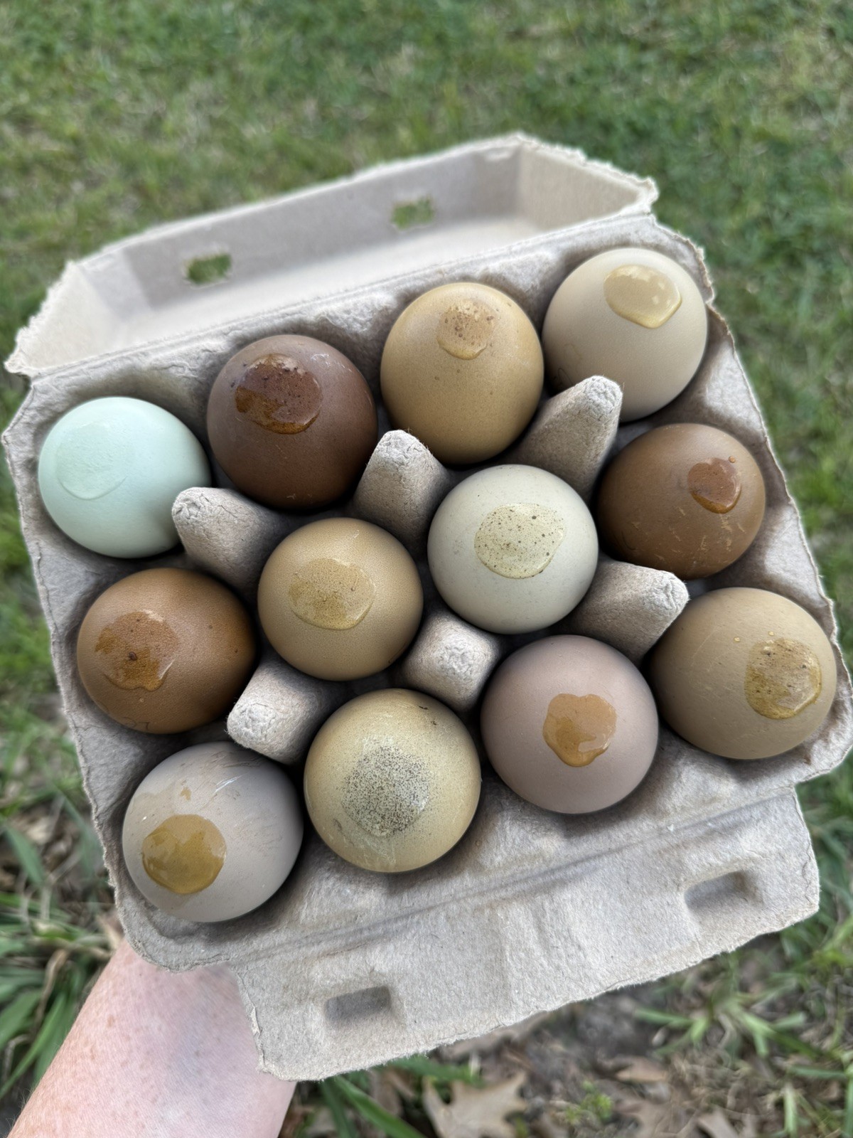 12+ Multigeneration Olive Egger Hatching Eggs Heavy Blooms/Speckles F1, BC1, BC2
