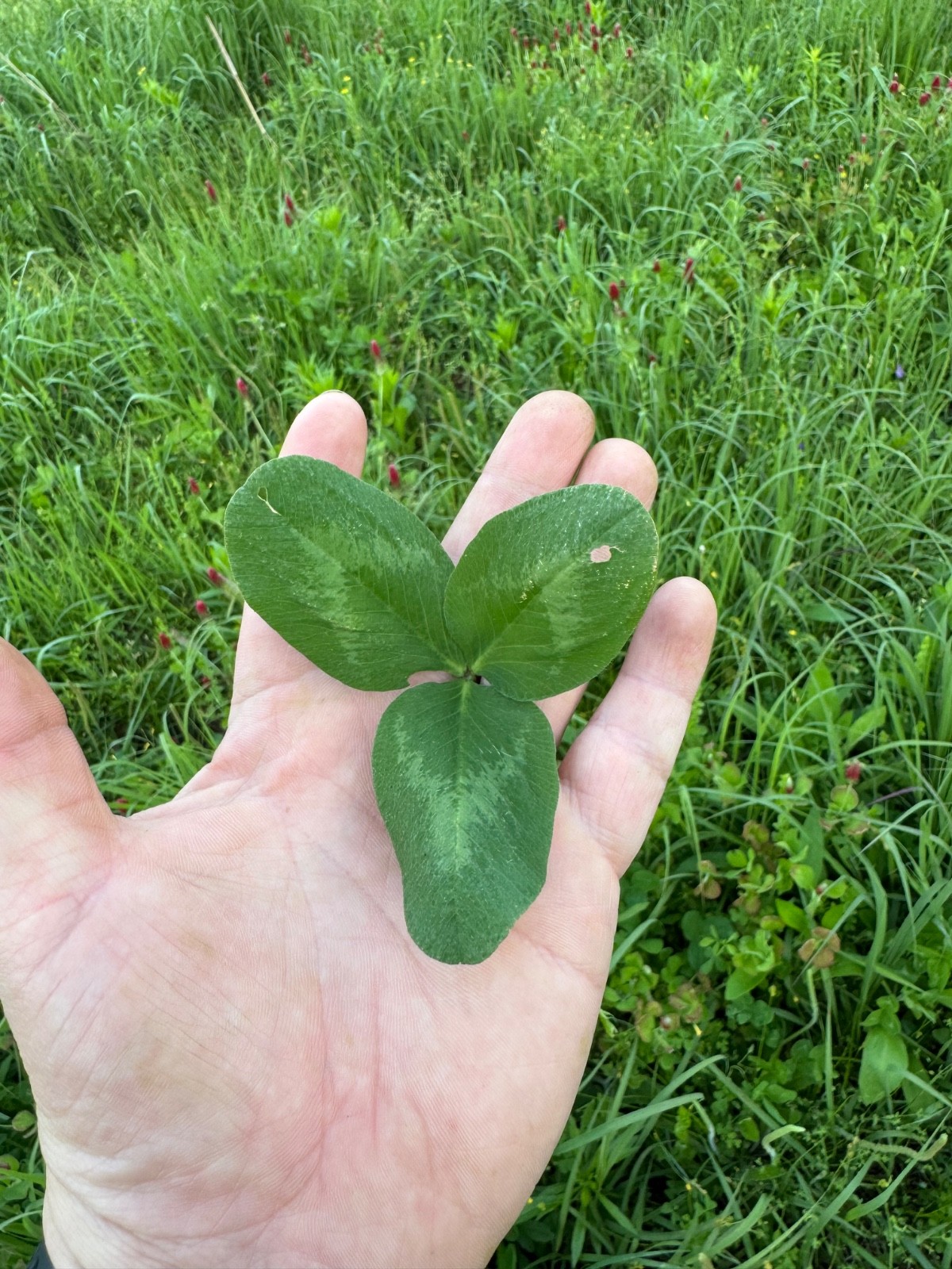 Frost Seeding Food Plot Seed BIG LEAVES JUMBO LADINO  White Clover 3#  1 Acre