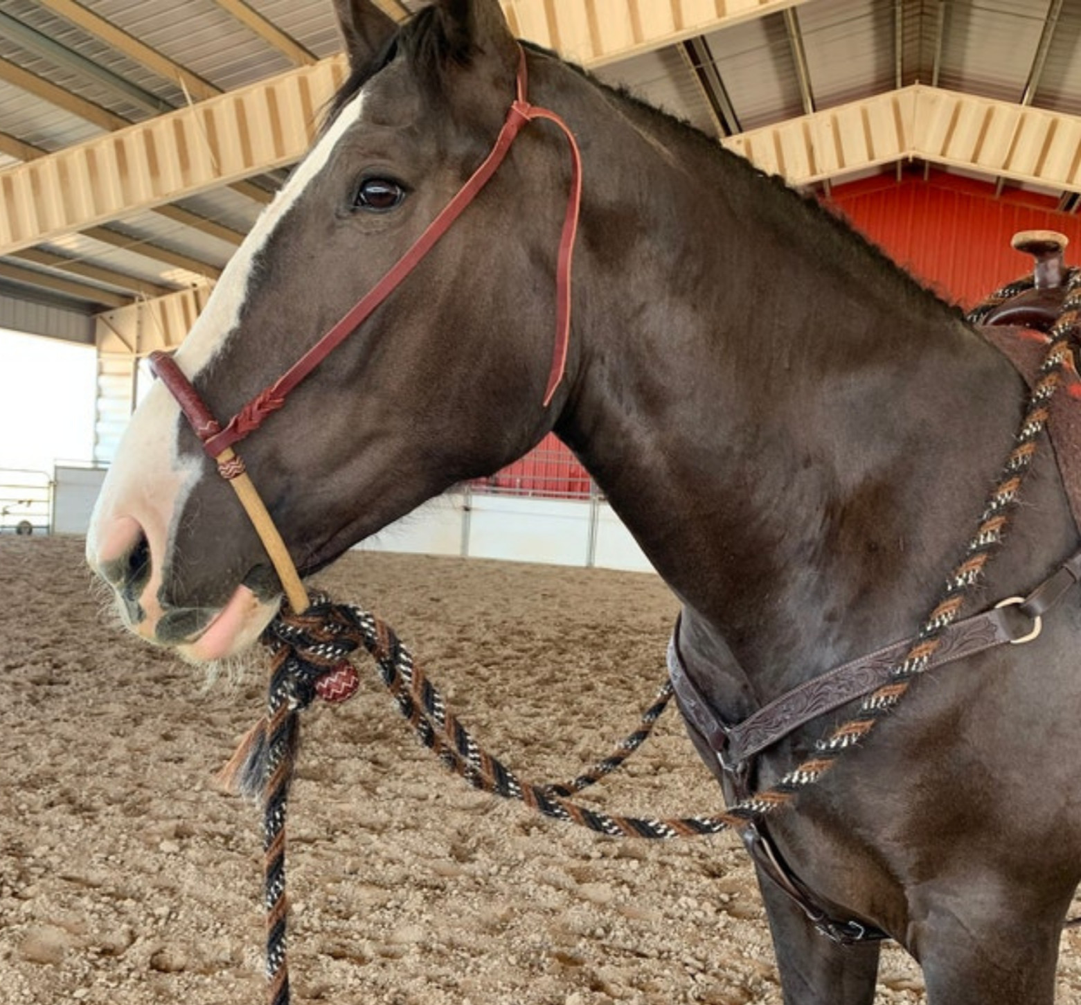 40 Plait Braided Bosal, Natural & Chestnut Cherry Rawhide Bosal, 12-inch Bosal.