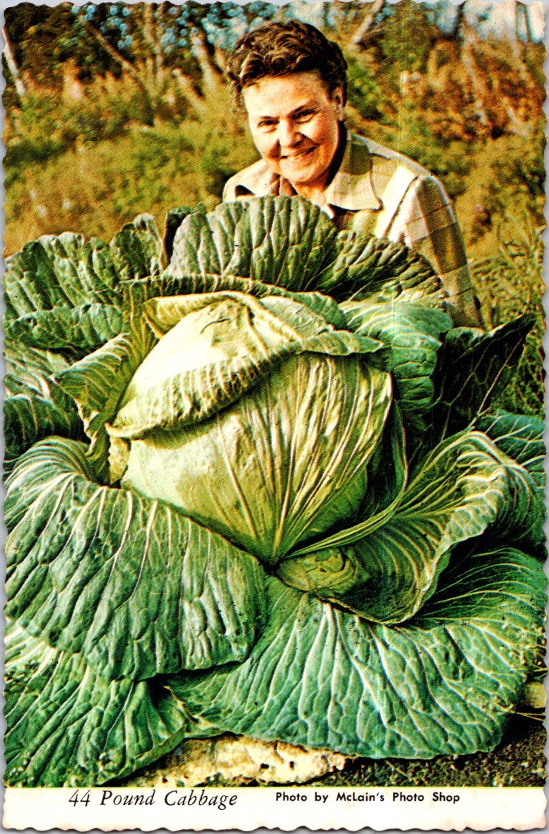 (1155) 29-6-2025 - USA - Alaska - 44 Pound Cabbage (gros choux légume)