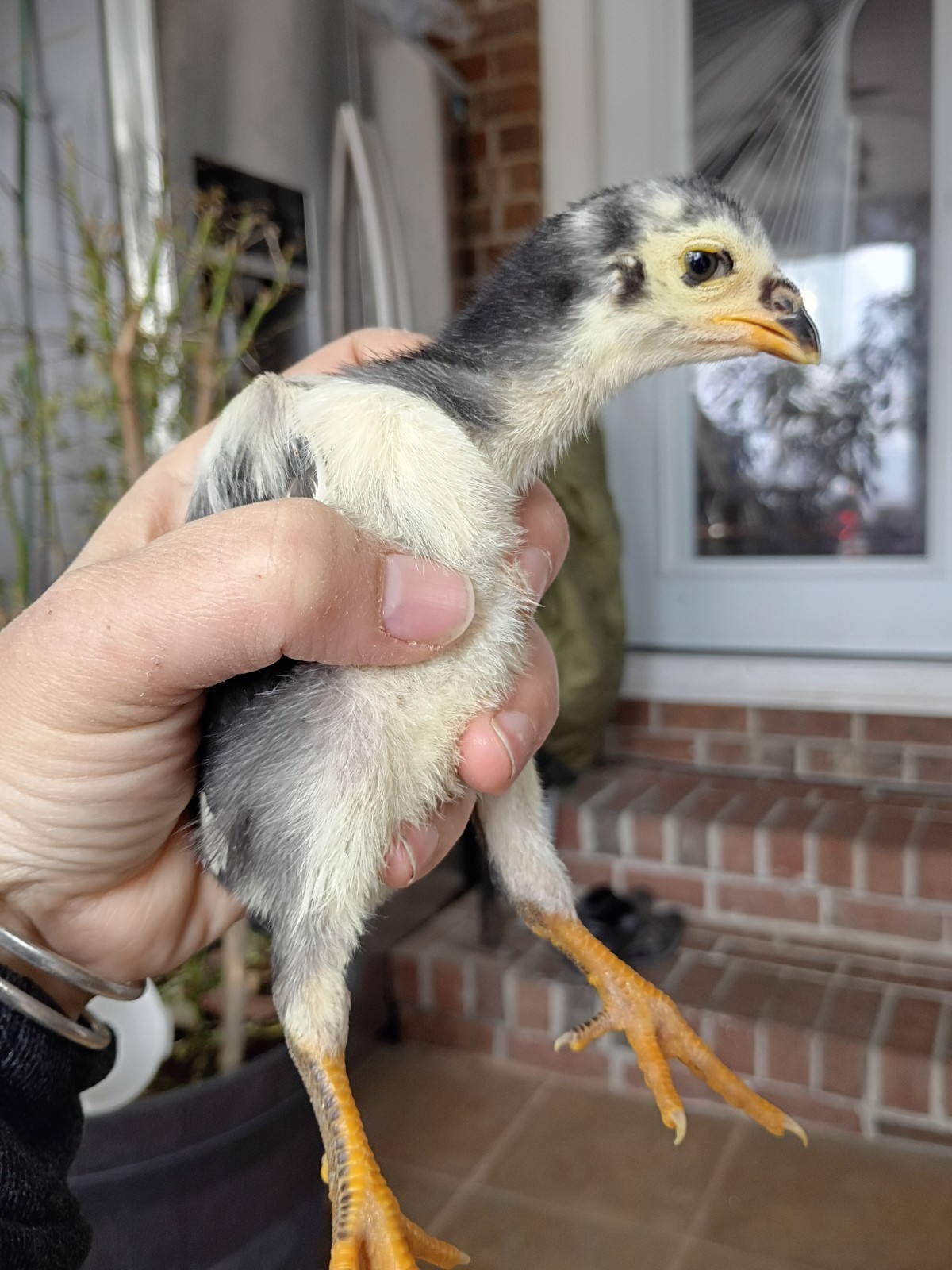 6 Rare Heritage Chicken Hatching Eggs –D0N- Gan0i-Cold Season Sale