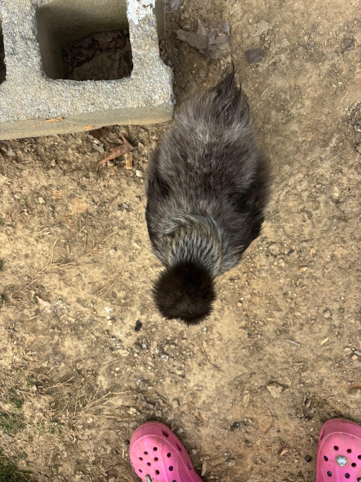12 Bearded Silkie Hatching Eggs