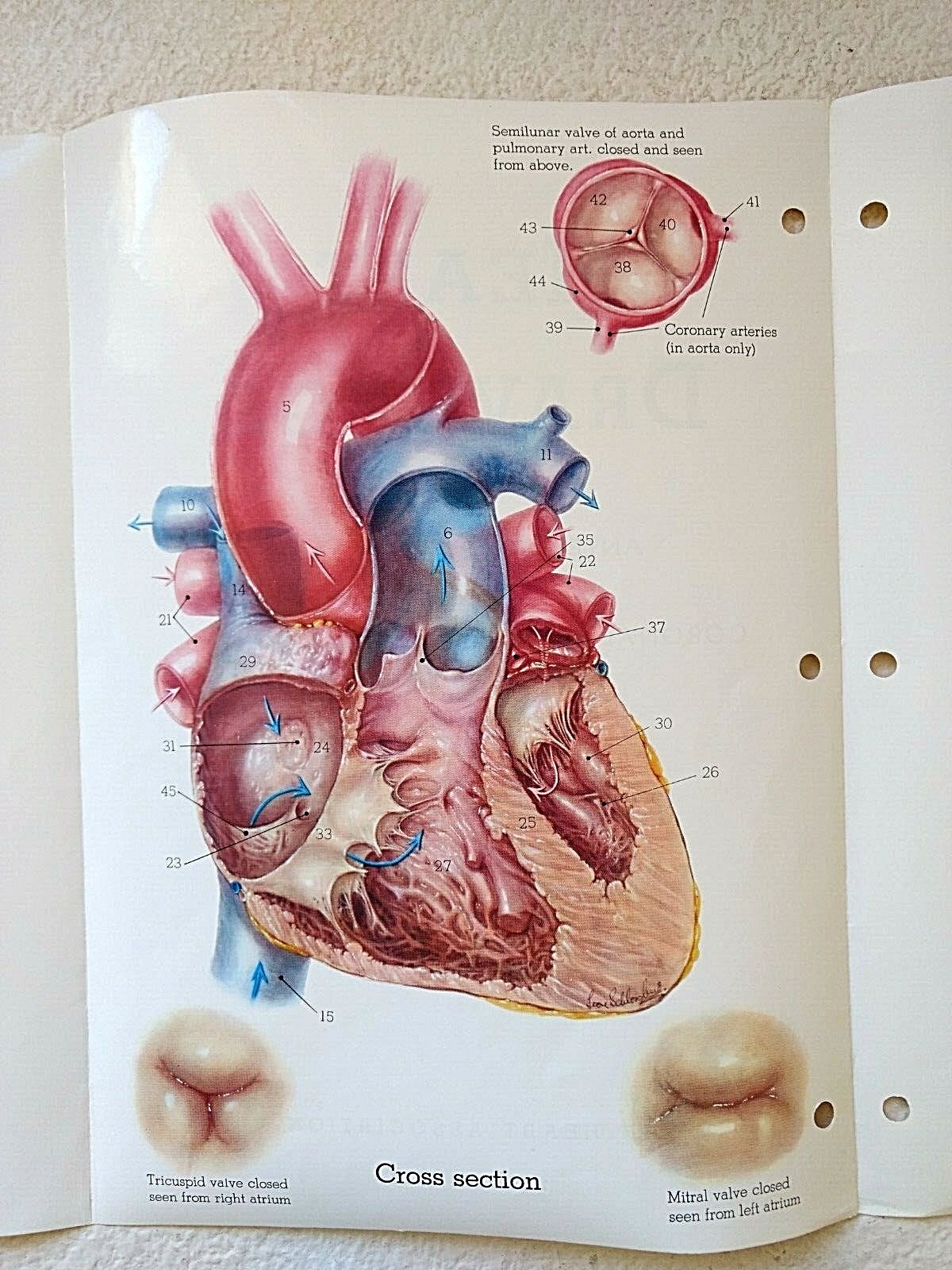 Vtg Heart Drawing AHA Full Color Anterior Posterior Coronal Cross Sectional View