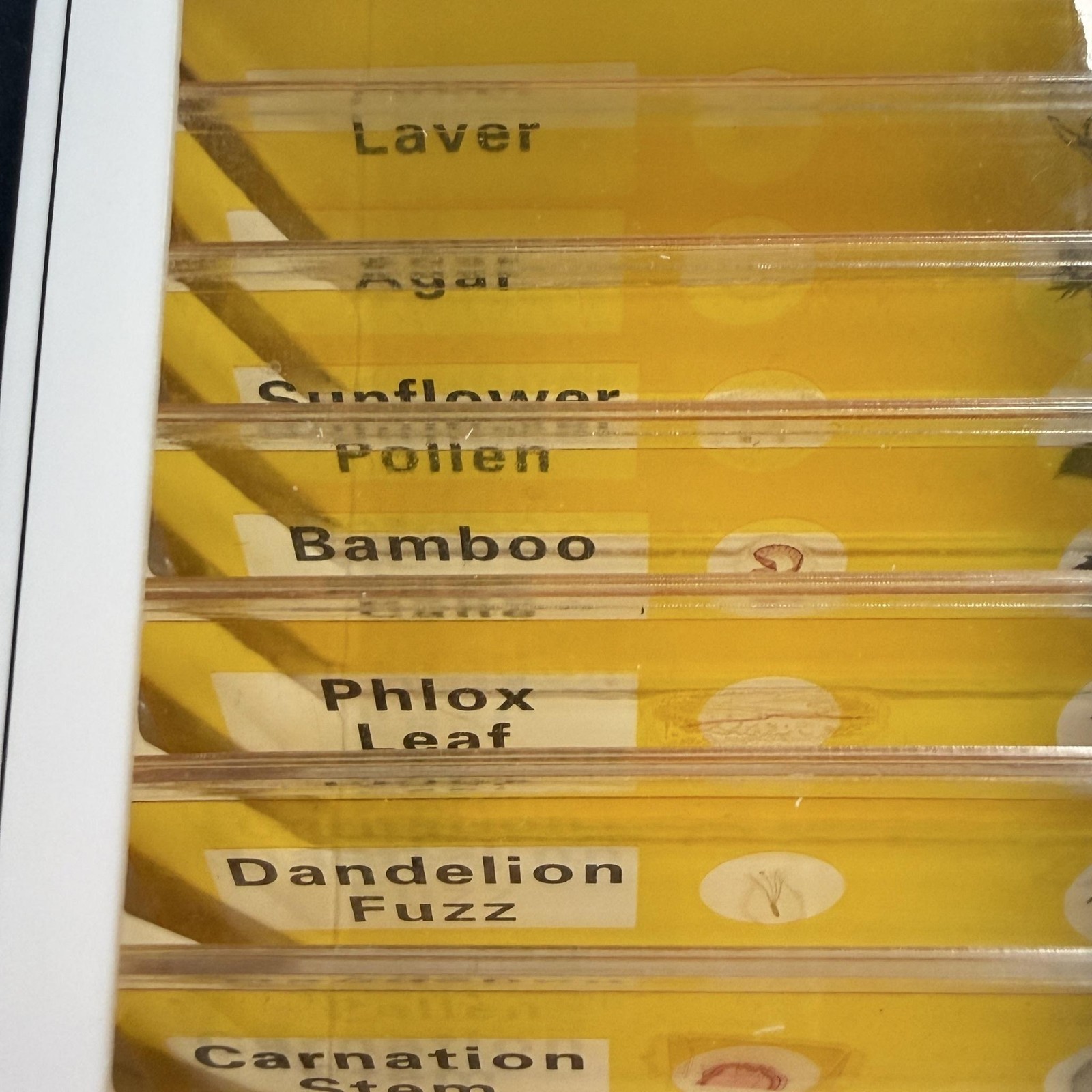 DIY-SCIENCE Prepared Microscope Slides 12 Kinds Educational Plant Pollen Set