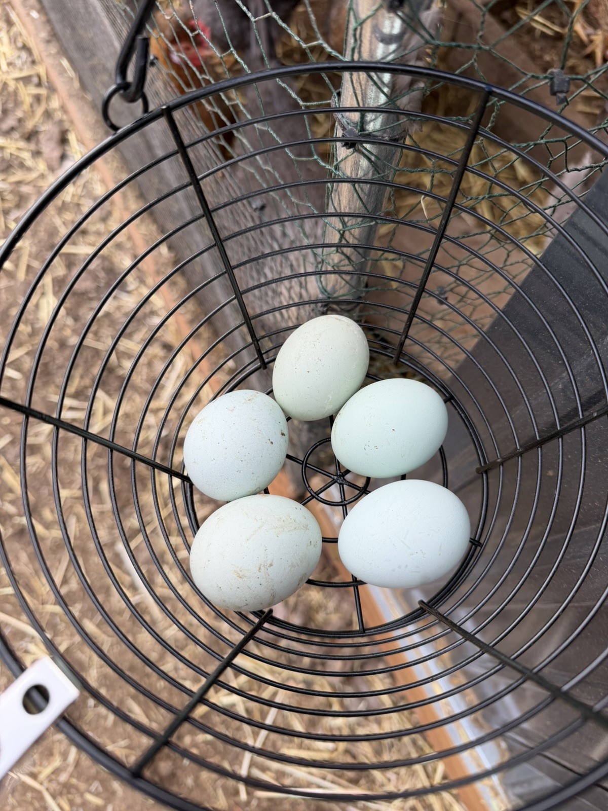 12 + Crested Cream Legbar Purebred Blue Fertilized Hatching Eggs NPIP and AI