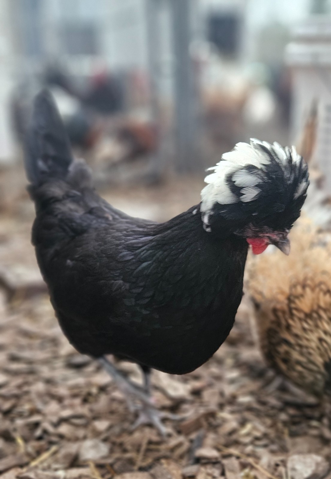 12 Polish Hatching Eggs