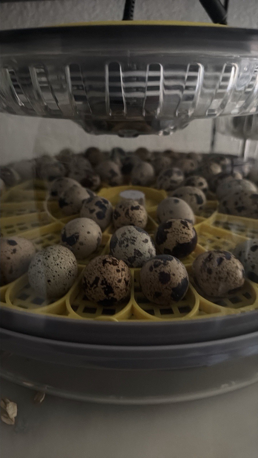 Dozen Fertile Courtnix quail eggs+2