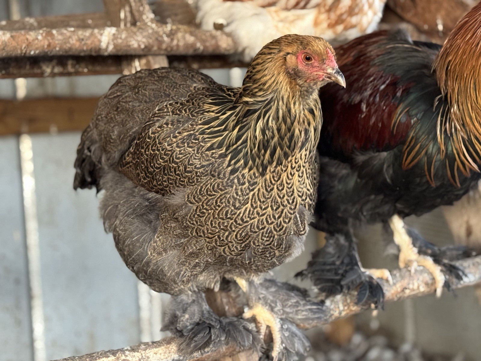 6+ Blue/Black/Splash SILVER/GOLD Partridge Brahma Hatching Eggs