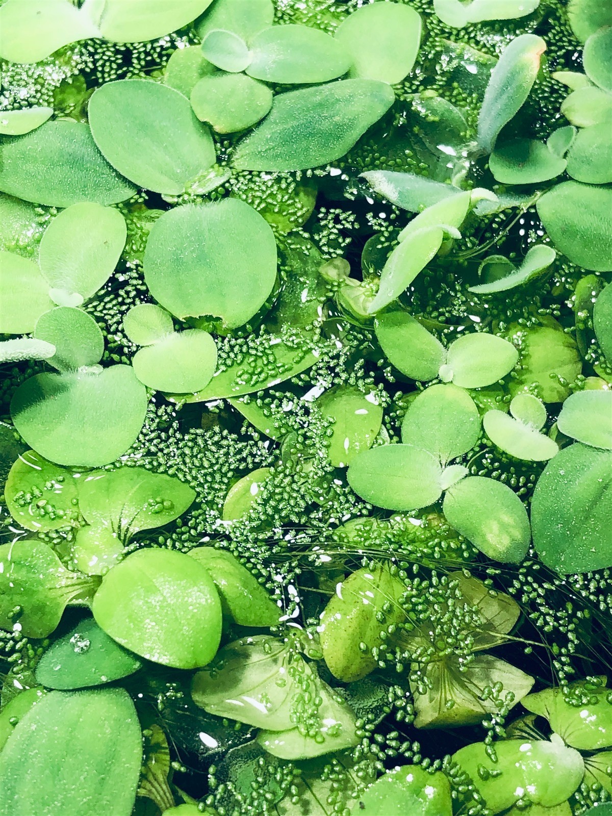 6 Water Lettuce SM/Baby Water Lettuce Freshwater Floating Plants Ponds/Tanks