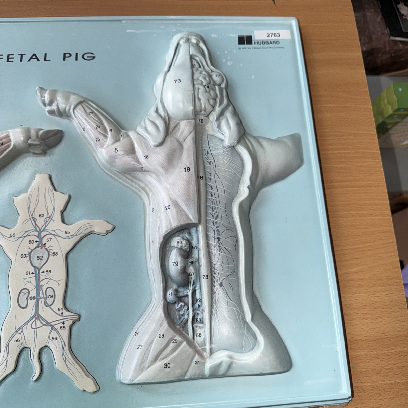 Hubbard Fetal Pig 1997