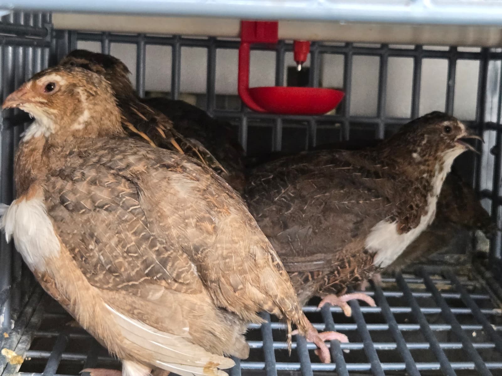 54 Eggs,Live Quail Chicks Mixed Colors - Quail Poultry Type, Live Bird,