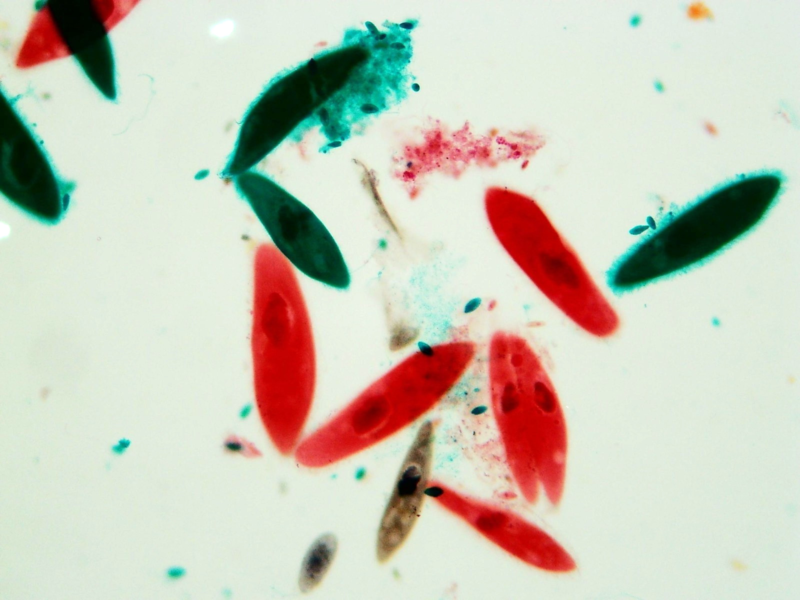 Histological Microscope Slide Preparations (100) - Zoological and Botanical