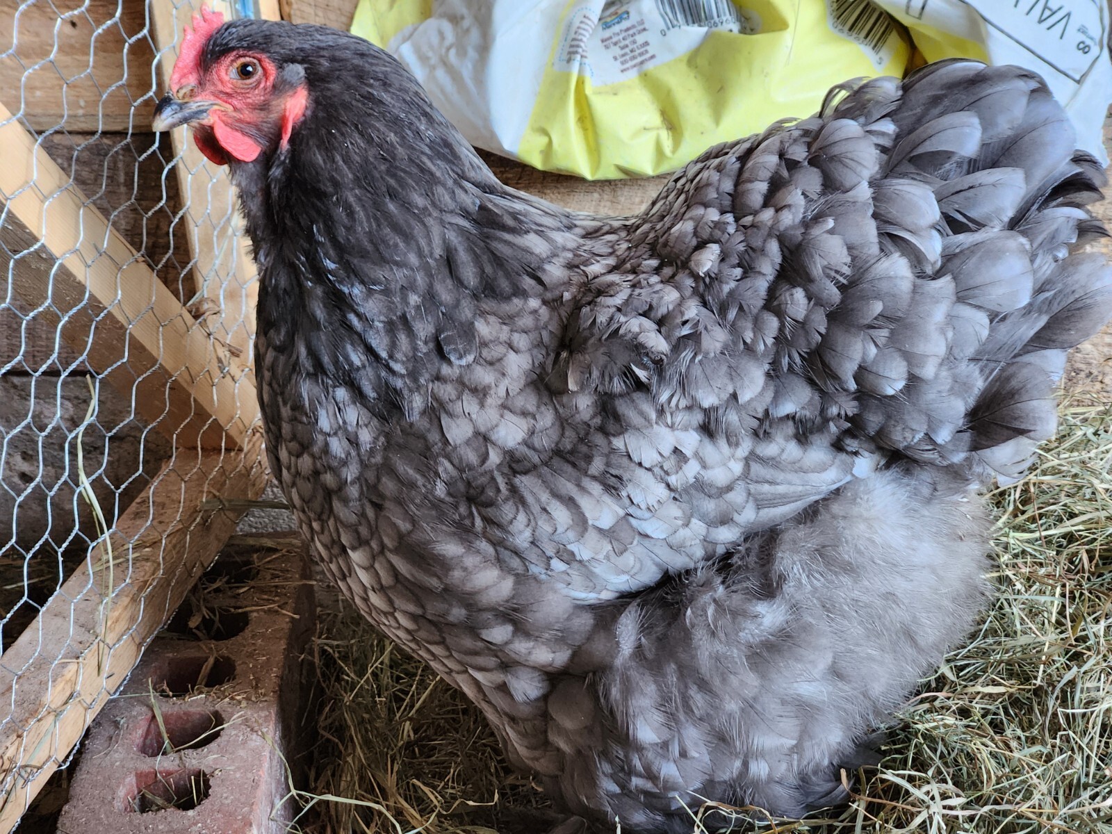 6++ Organically raised Welsh Harlequin Hatching Eggs. NPIP cert. 35-0909