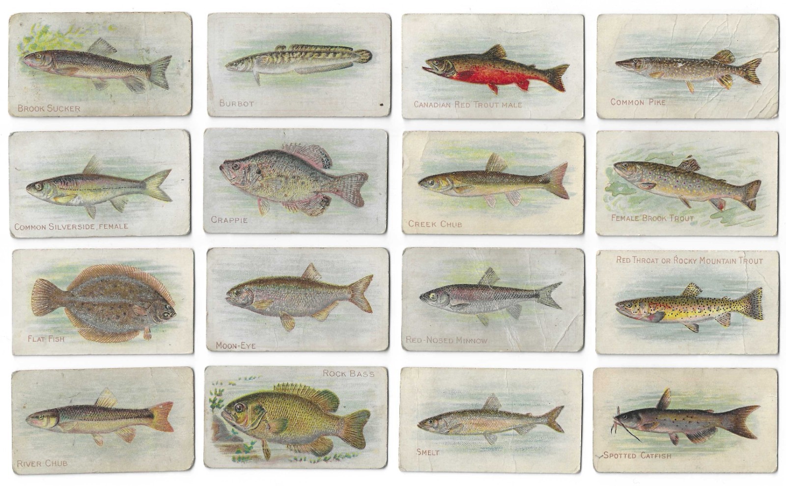 1910s T58 Sweet Caporal Tobacco Cards - Fish Series 1/100 16 Different Set Break