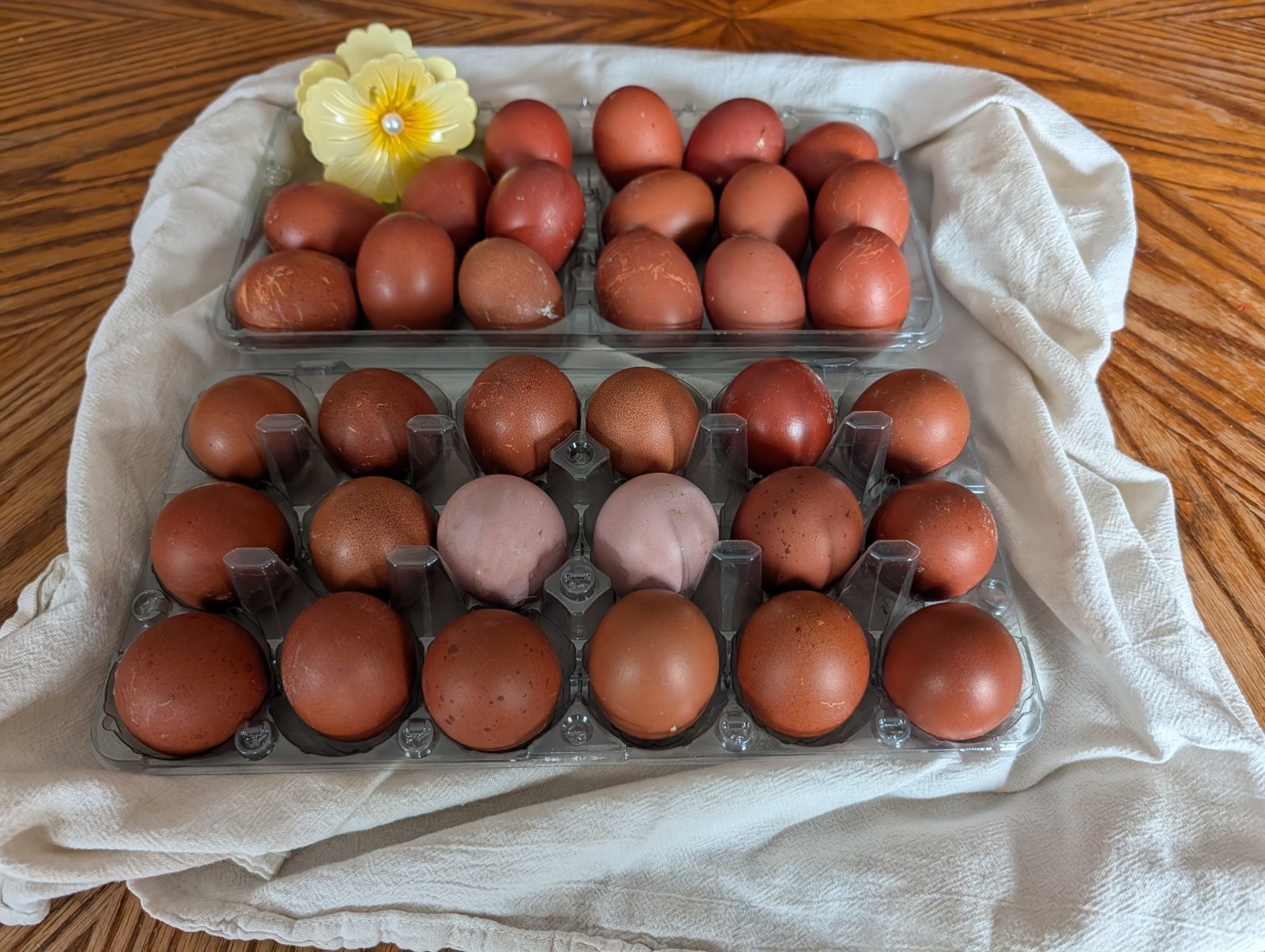 12+ Black/Blue copper maran hatching eggs