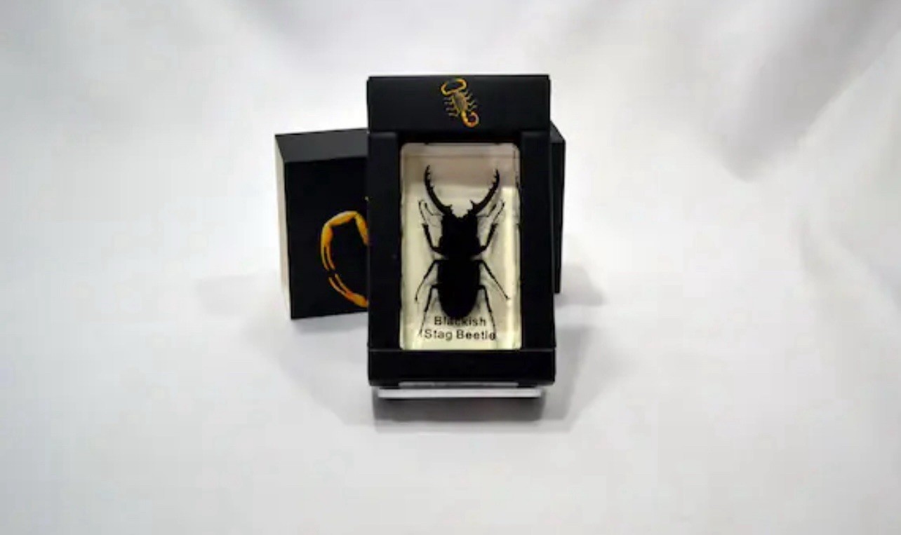 Blackish Stag Beatle In Clear Block Paper Weight New In Box