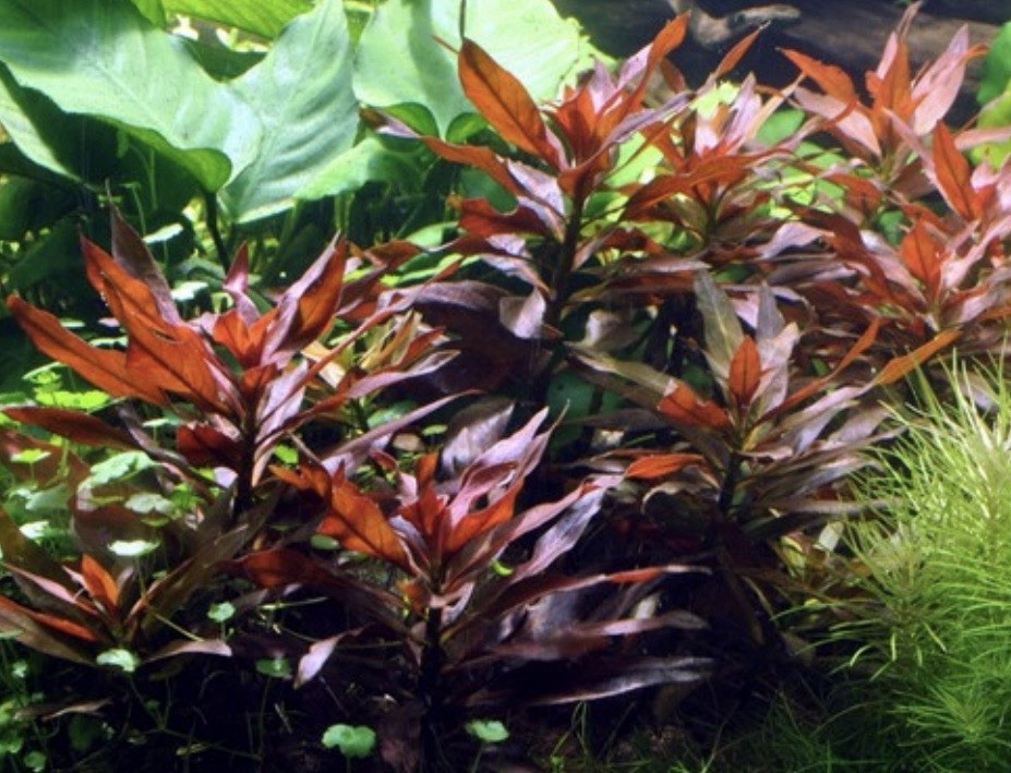 LUDWIGIA DIAMOND (Ludwigia Peruensis/Glandulosa) -10+ rooted Stems -lead bunch