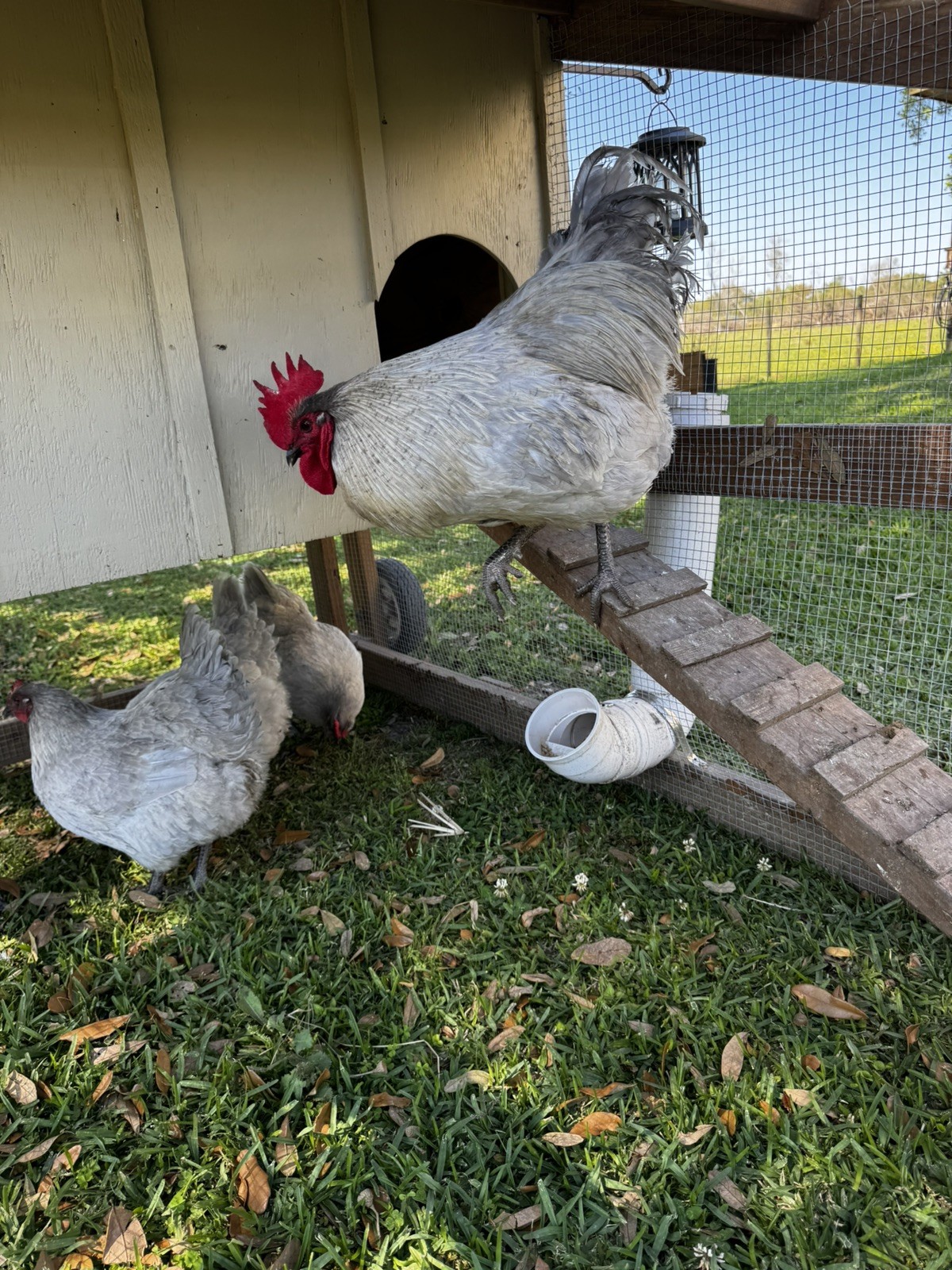 12 +2 Purebred Lavender Orpington Hatching Eggs