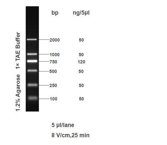 FY2000 DNA Marker